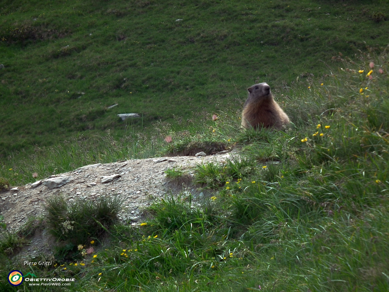 88 marmotta sulla porta di casa....JPG